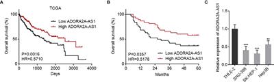 ADORA2A-AS1 Restricts Hepatocellular Carcinoma Progression via Binding HuR and Repressing FSCN1/AKT Axis